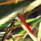 Feuerlibelle (Crocothemis erythraea), Männchen