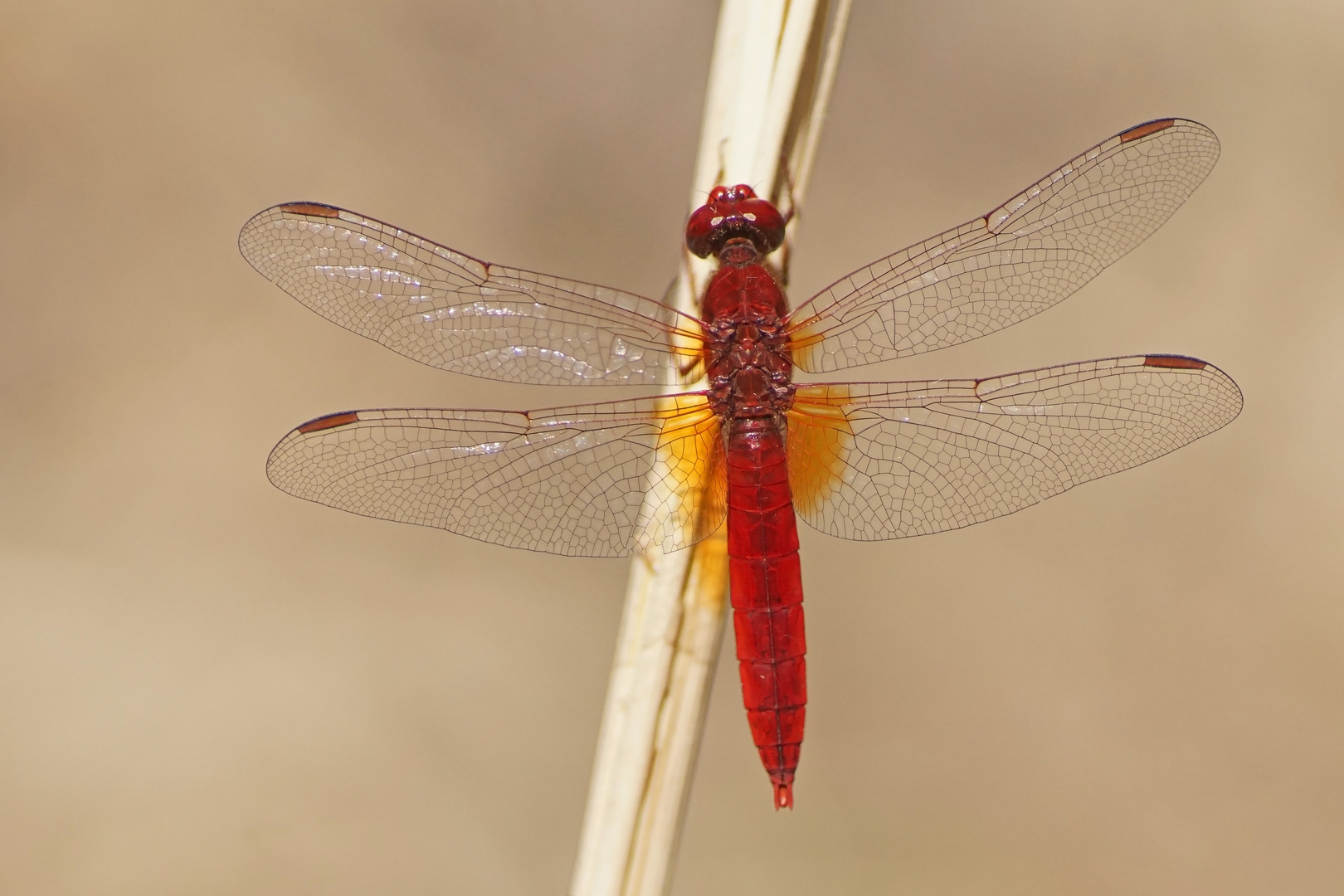 Feuerlibelle (Crocothemis erythraea), Männchen