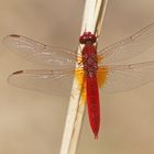 Feuerlibelle (Crocothemis erythraea), Männchen