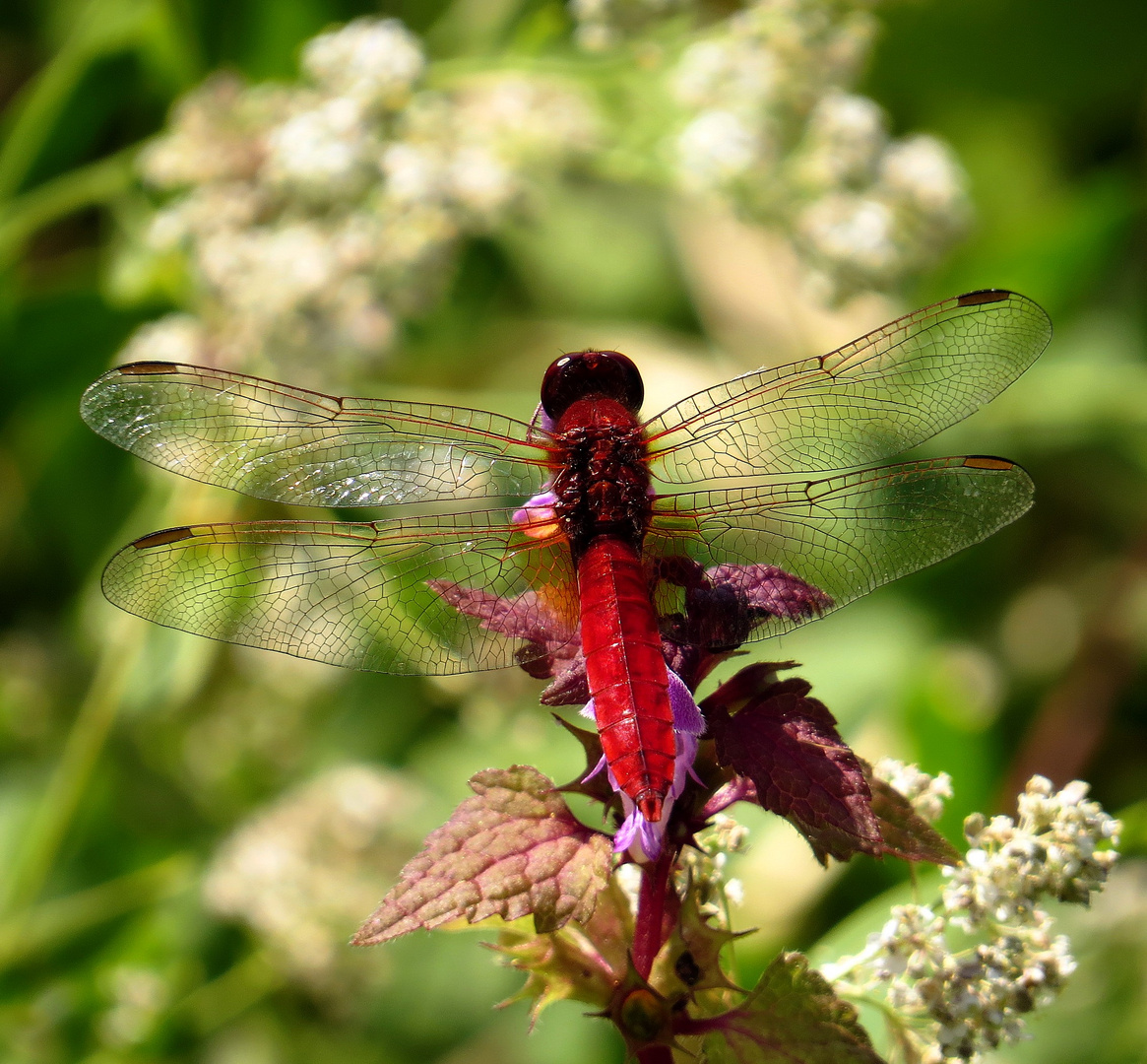 Feuerlibelle (Crocothemis erythraea), Männchen