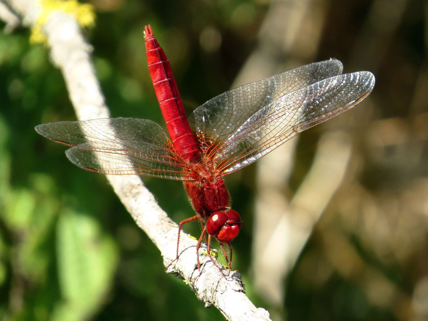 Feuerlibelle (Crocothemis erythraea), Männchen