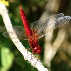 Feuerlibelle (Crocothemis erythraea), Männchen