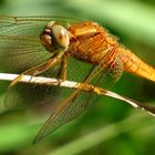 Feuerlibelle (Crocothemis erythraea), Männchen