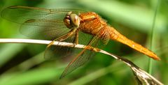 Feuerlibelle (Crocothemis erythraea), Männchen