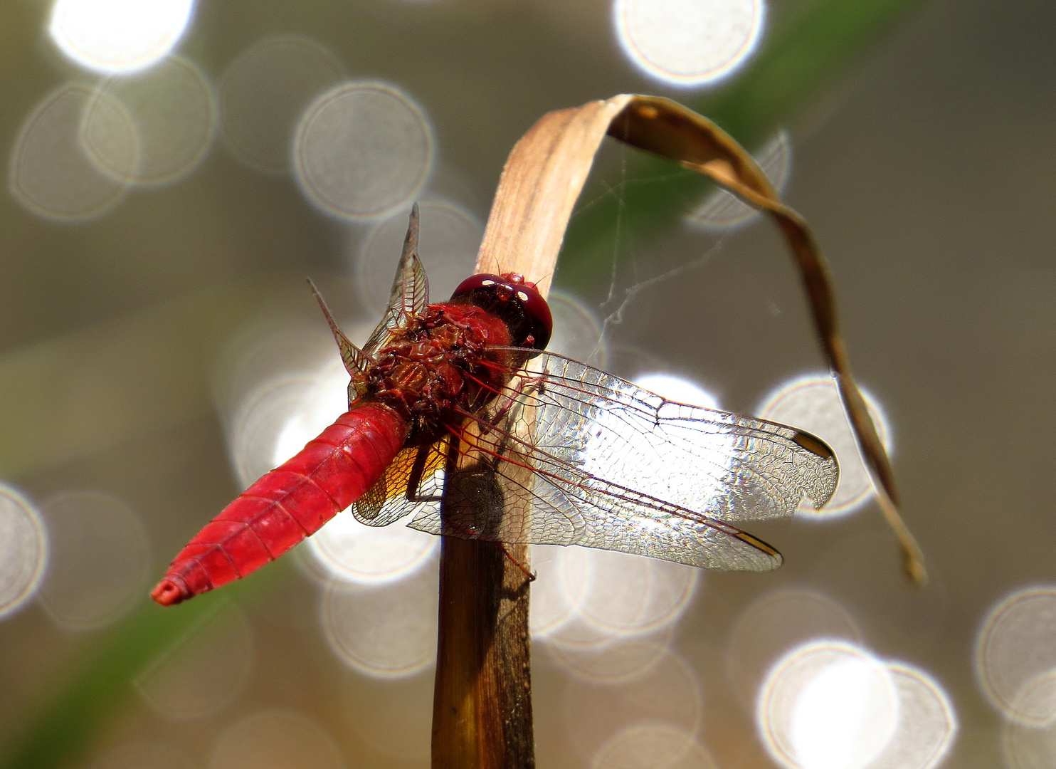 Feuerlibelle (Crocothemis erythraea), Männchen