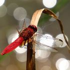 Feuerlibelle (Crocothemis erythraea), Männchen