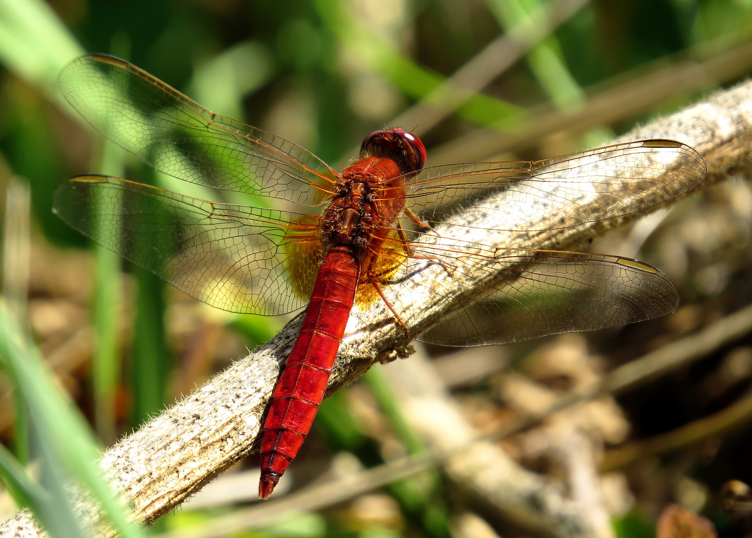 Feuerlibelle (Crocothemis erythraea), Männchen