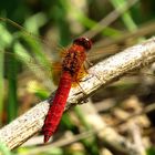 Feuerlibelle (Crocothemis erythraea), Männchen