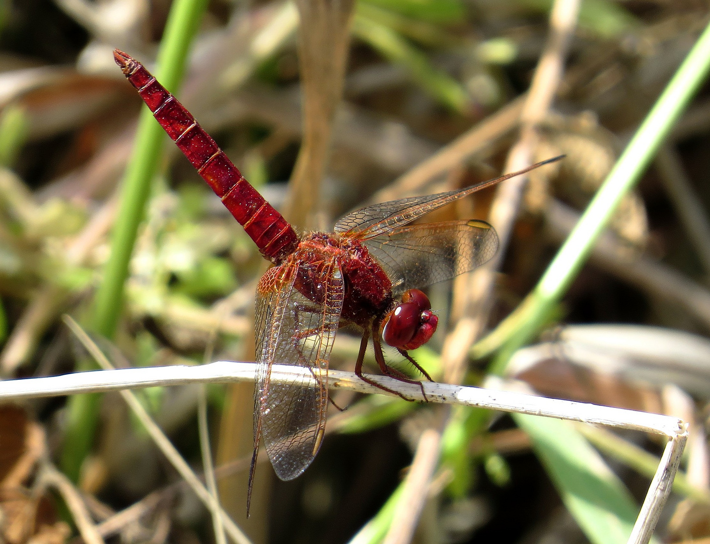 Feuerlibelle (Crocothemis erythraea), Männchen