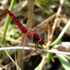 Feuerlibelle (Crocothemis erythraea), Männchen