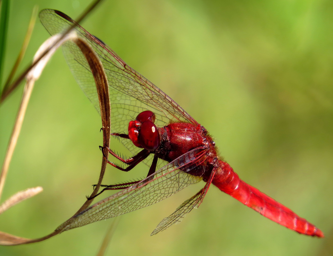 Feuerlibelle (Crocothemis erythraea), Männchen