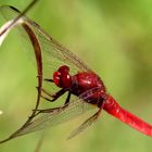 Feuerlibelle (Crocothemis erythraea), Männchen