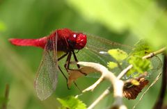 Feuerlibelle (Crocothemis erythraea), Männchen