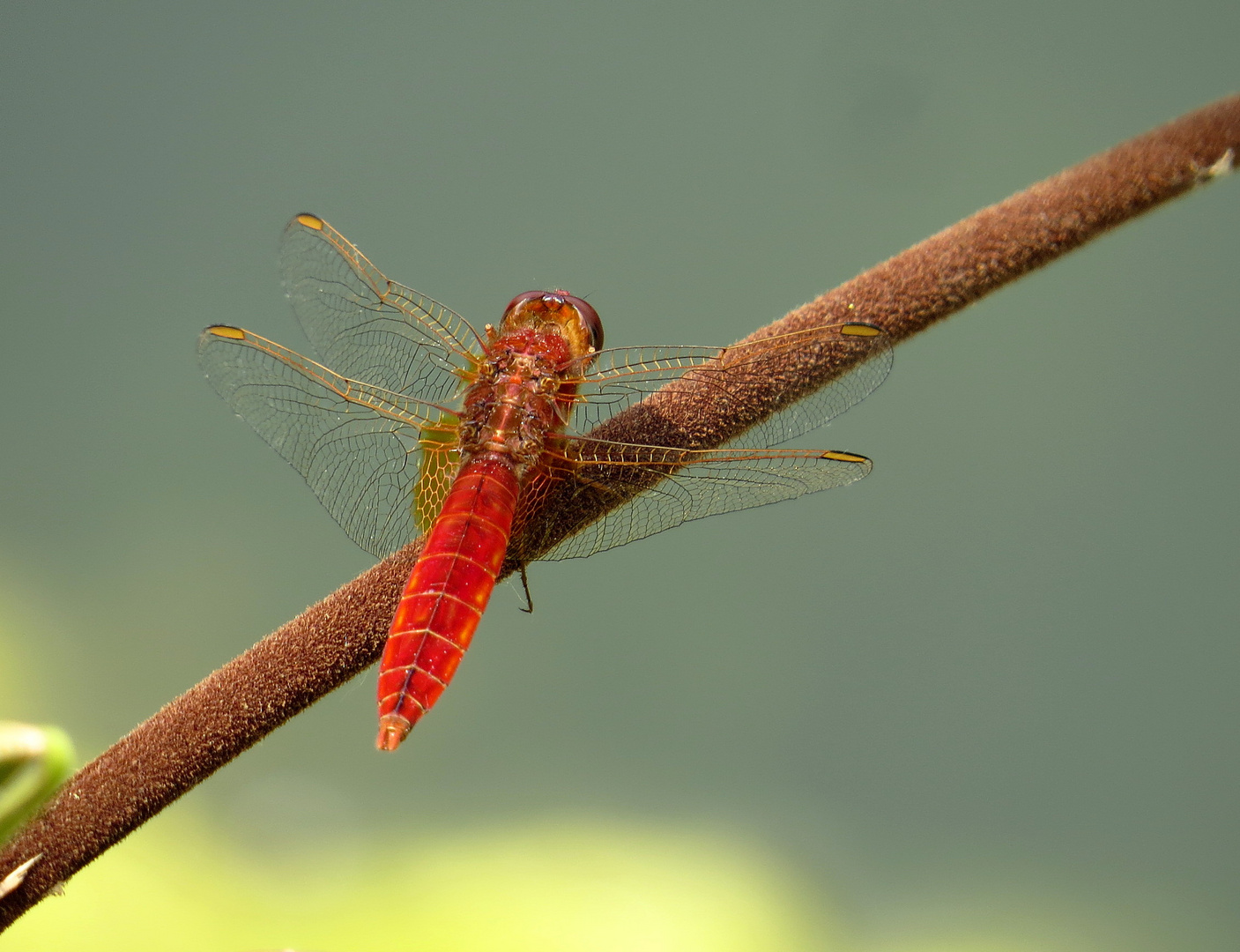 Feuerlibelle (Crocothemis erythraea), Männchen 