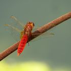 Feuerlibelle (Crocothemis erythraea), Männchen 