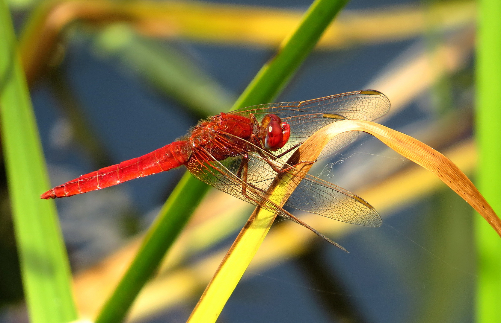 Feuerlibelle (Crocothemis erythraea), Männchen