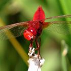 Feuerlibelle (Crocothemis erythraea), Männchen