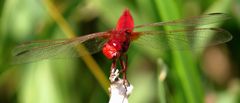 Feuerlibelle (Crocothemis erythraea), Männchen