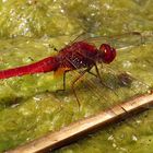 Feuerlibelle (Crocothemis erythraea), Männchen