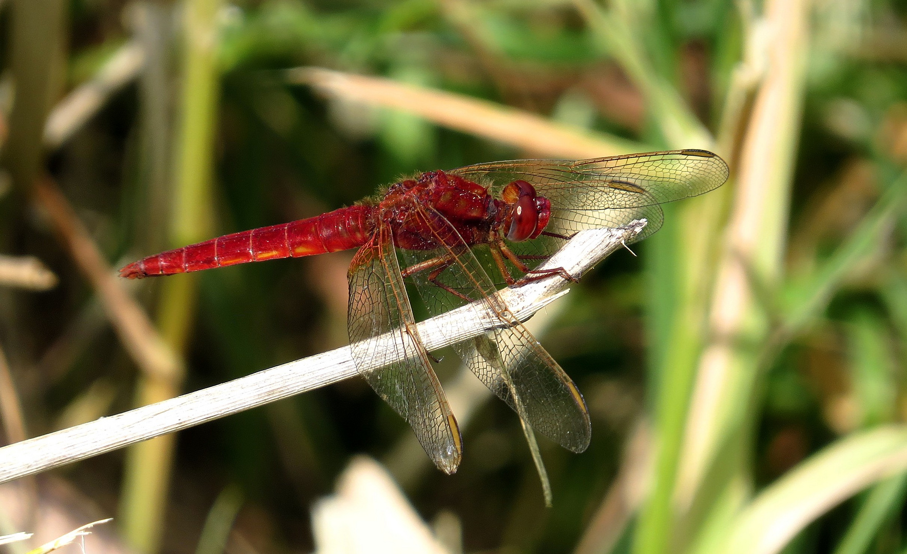  Feuerlibelle (Crocothemis erythraea), Männchen auf Ansitz