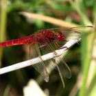  Feuerlibelle (Crocothemis erythraea), Männchen auf Ansitz