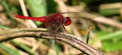 Feuerlibelle (Crocothemis erythraea), Männchen