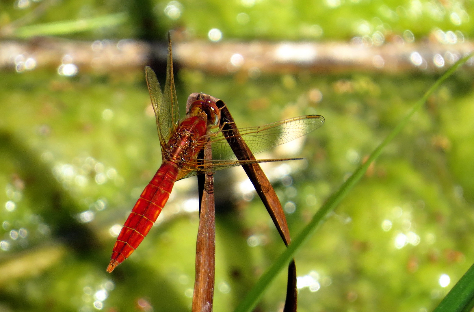 Feuerlibelle (Crocothemis erythraea), Männchen