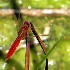 Feuerlibelle (Crocothemis erythraea), Männchen