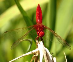 Feuerlibelle (Crocothemis erythraea), Männchen