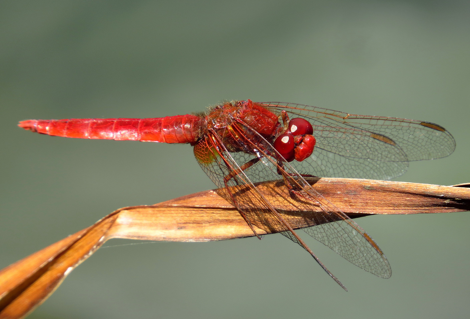 Feuerlibelle (Crocothemis erythraea), Männchen