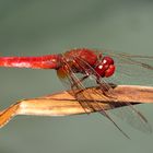 Feuerlibelle (Crocothemis erythraea), Männchen