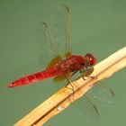 Feuerlibelle (Crocothemis erythraea), Männchen