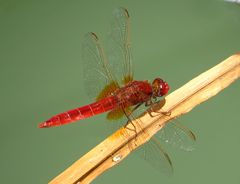 Feuerlibelle (Crocothemis erythraea), Männchen