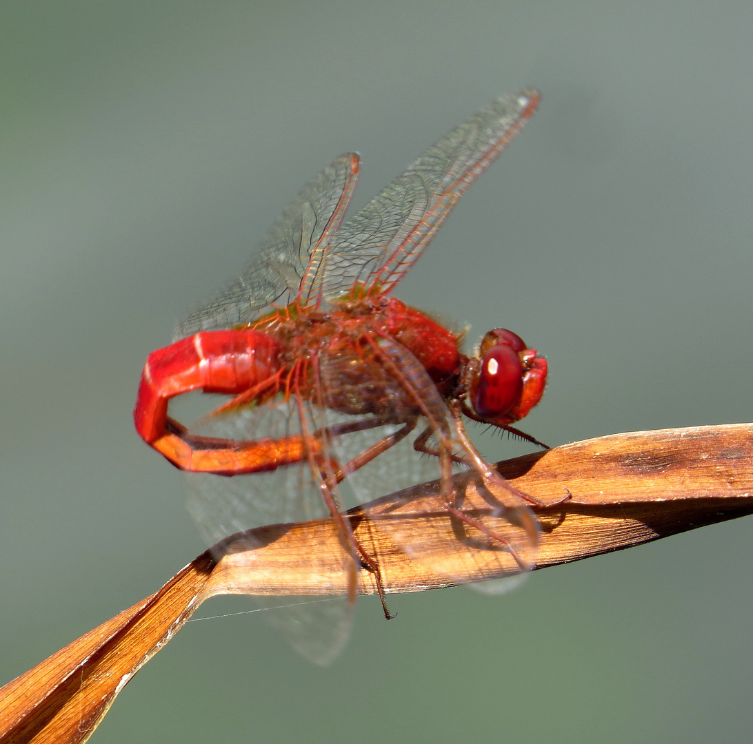 Feuerlibelle (Crocothemis erythraea), Männchen bei der Paarungsvorbereitung