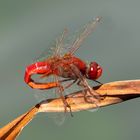 Feuerlibelle (Crocothemis erythraea), Männchen bei der Paarungsvorbereitung