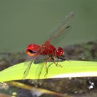 Feuerlibelle (Crocothemis erythraea), Männchen bei der Vorbereitung zur Paarung