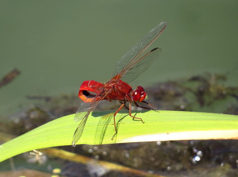 Feuerlibelle (Crocothemis erythraea), Männchen bei der Vorbereitung zur Paarung