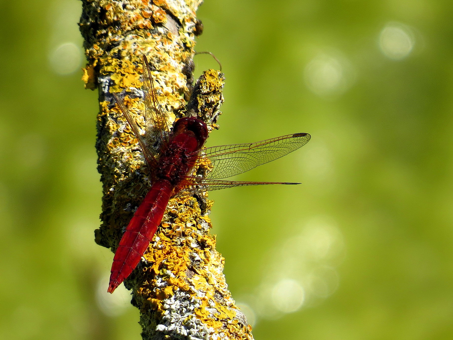 Feuerlibelle (Crocothemis erythraea), Männchen beim Bad in der Sonne