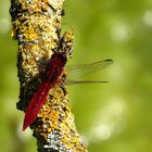 Feuerlibelle (Crocothemis erythraea), Männchen beim Bad in der Sonne