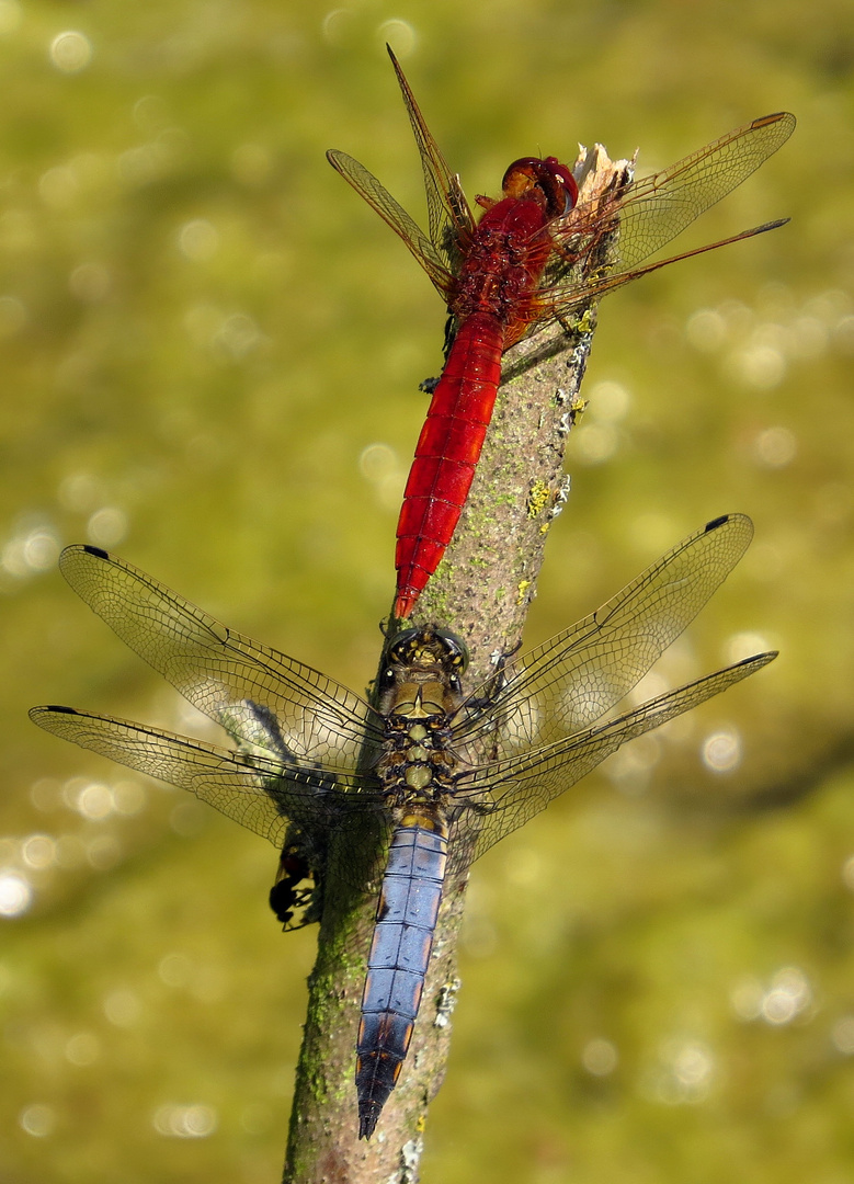 Feuerlibelle (Crocothemis erythraea), Männchen beim Bad in der Sonne