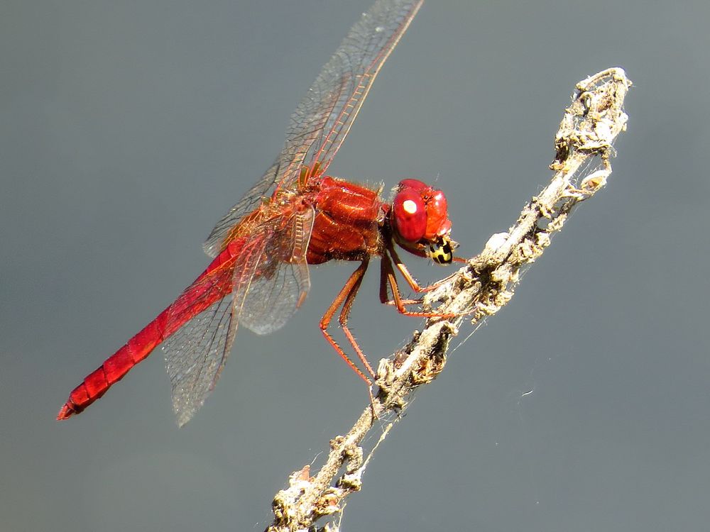 Feuerlibelle (Crocothemis erythraea), Männchen beim Fressen