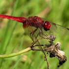 Feuerlibelle (Crocothemis erythraea), Männchen beim Fressen (1)