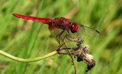 Feuerlibelle (Crocothemis erythraea), Männchen beim Fressen (1)