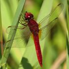 Feuerlibelle (Crocothemis erythraea), Männchen beim Fressen