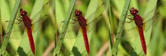 Feuerlibelle (Crocothemis erythraea), Männchen beim Fressen