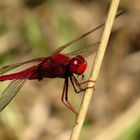 Feuerlibelle (Crocothemis erythraea), Männchen beim Fressen