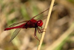 Feuerlibelle (Crocothemis erythraea), Männchen beim Fressen