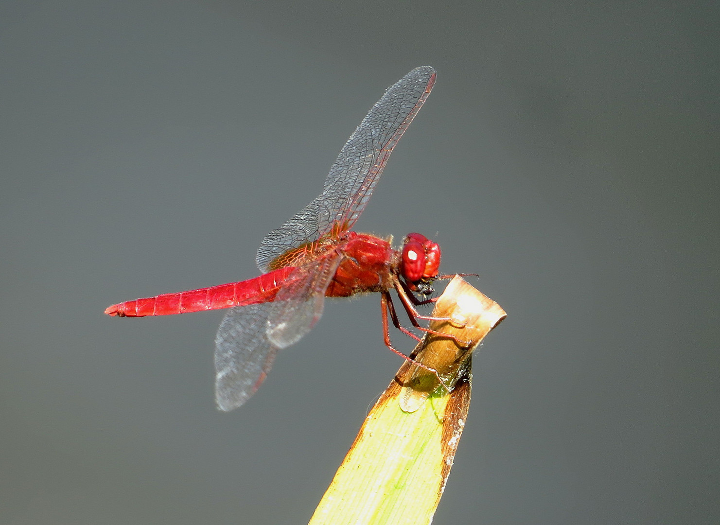 Feuerlibelle (Crocothemis erythraea), Männchen beim Fressen