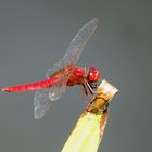 Feuerlibelle (Crocothemis erythraea), Männchen beim Fressen