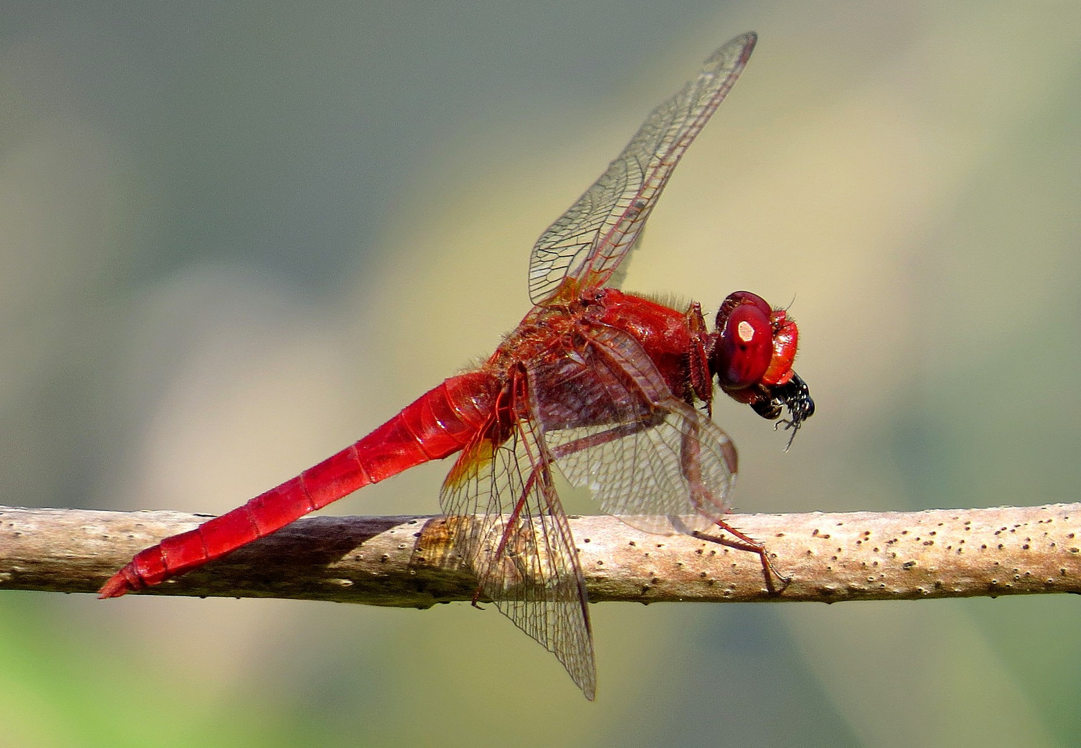 Feuerlibelle (Crocothemis erythraea), Männchen beim Fressen